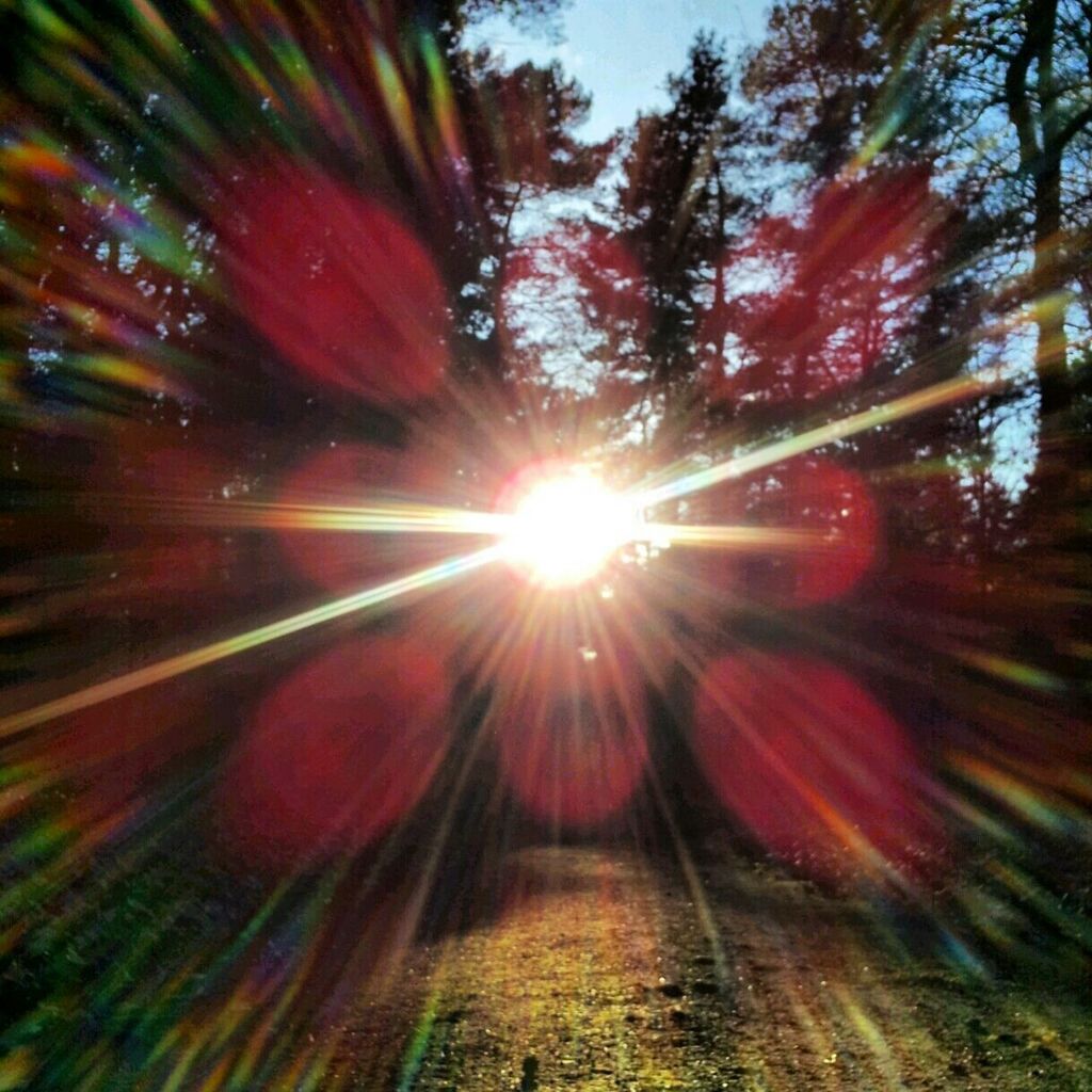 Lens flare amid trees in the forest
