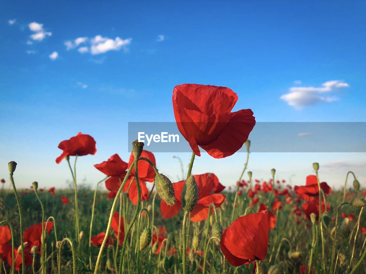 Poppies growing in a field with blue sky above