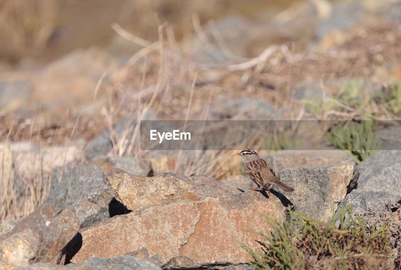 Sparrow perching on rock