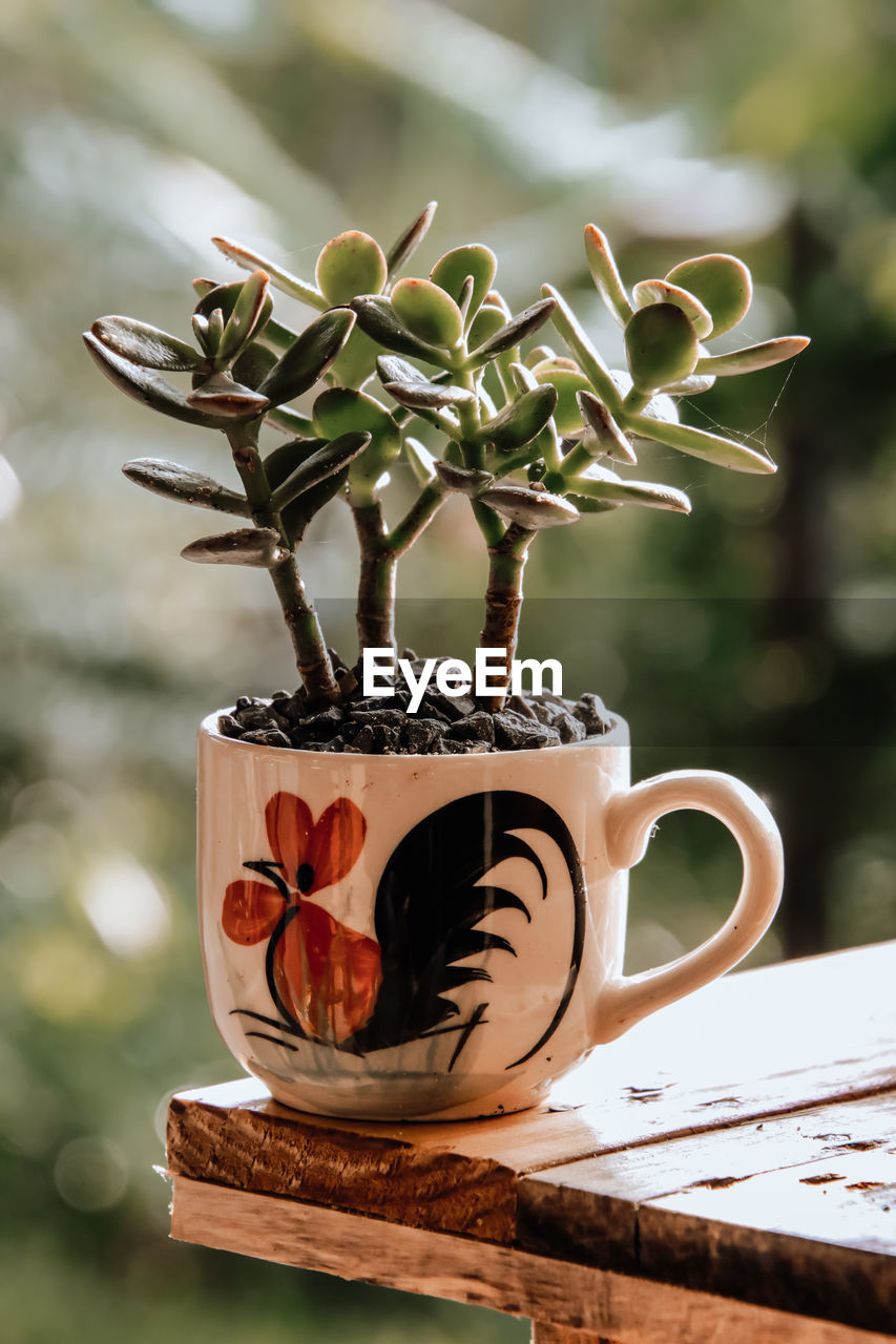 Close-up of tree in coffee cup on table