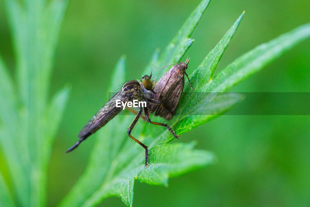 INSECT ON LEAF