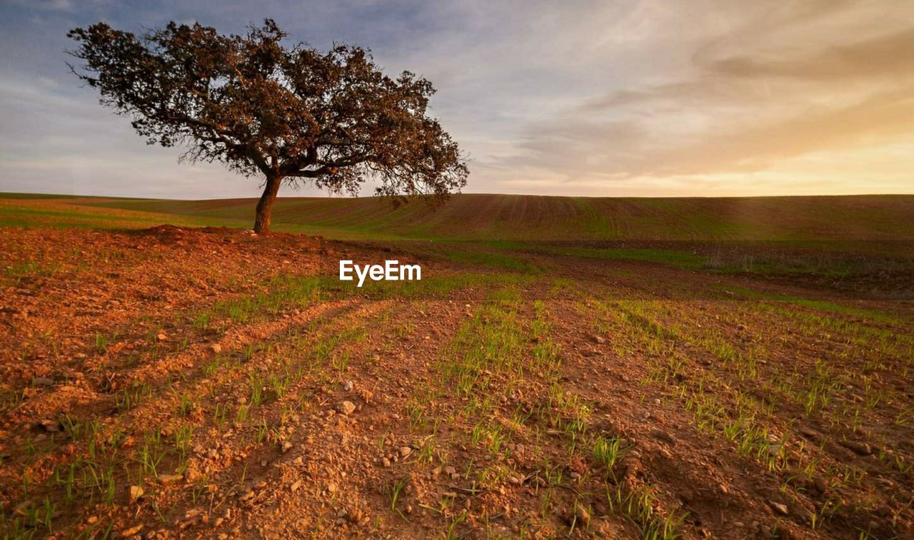 Scenic view of field against sky during sunset