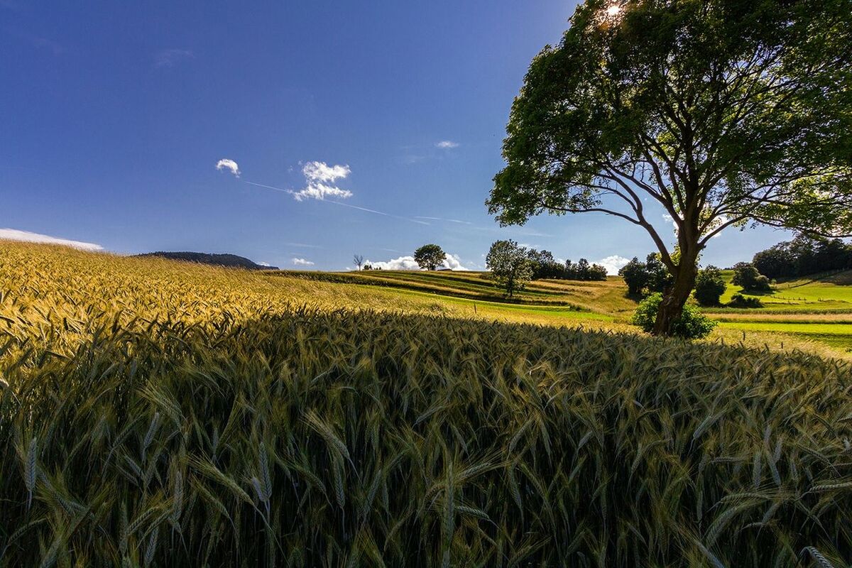 Scenic view of field against clear sky