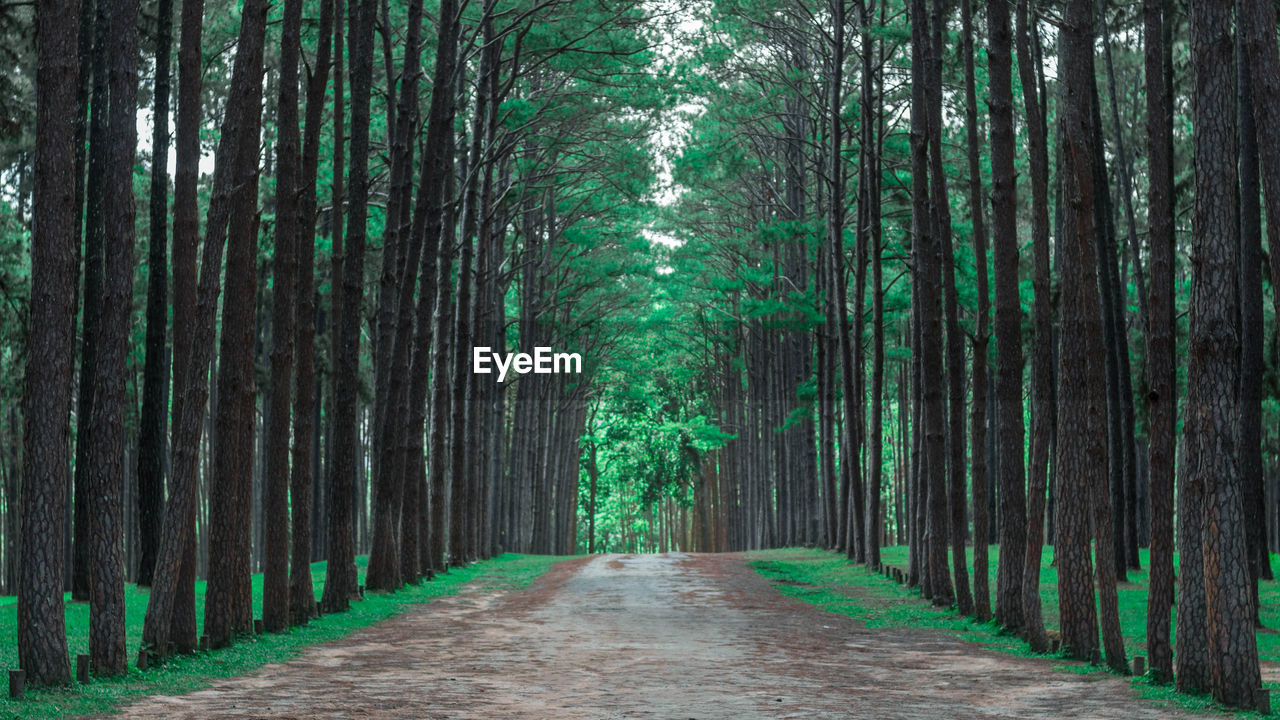 Footpath amidst trees in forest