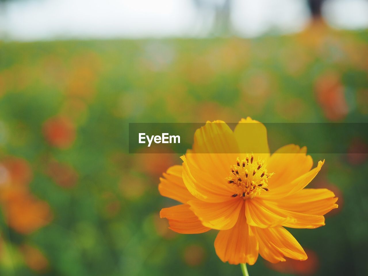 Close-up of yellow flower blooming in garden