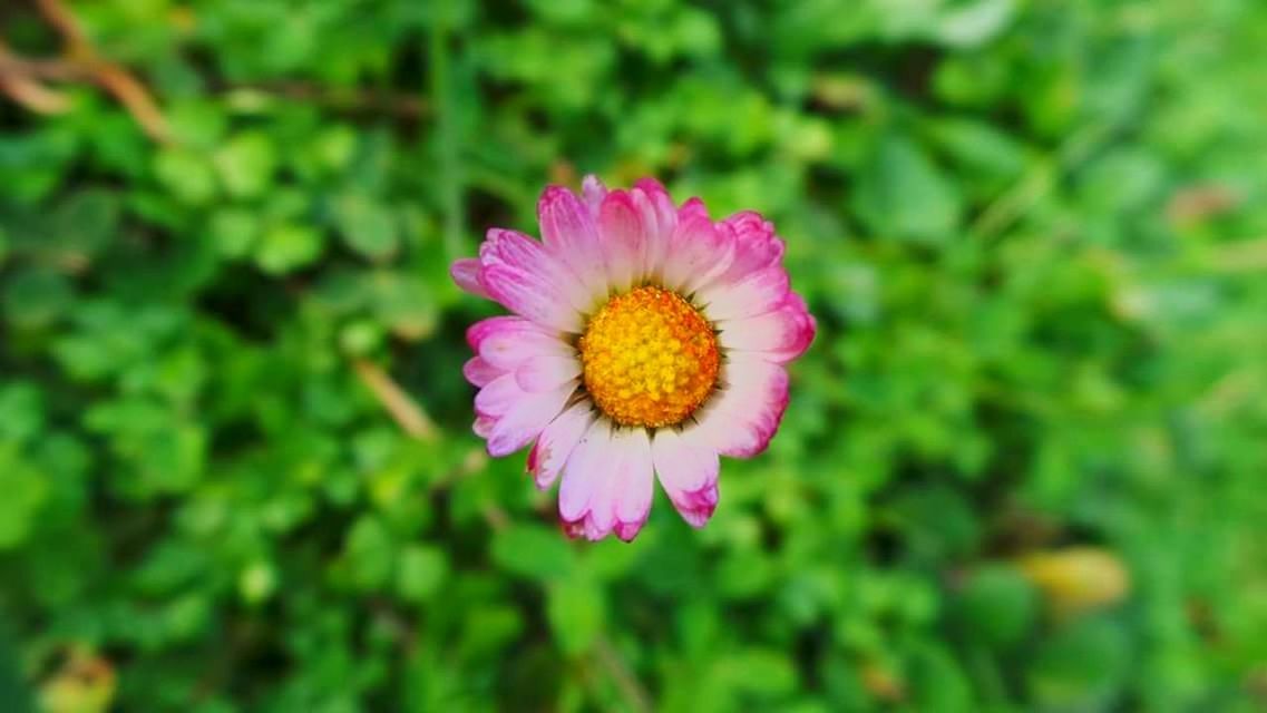 CLOSE-UP OF PURPLE FLOWER BLOOMING OUTDOORS