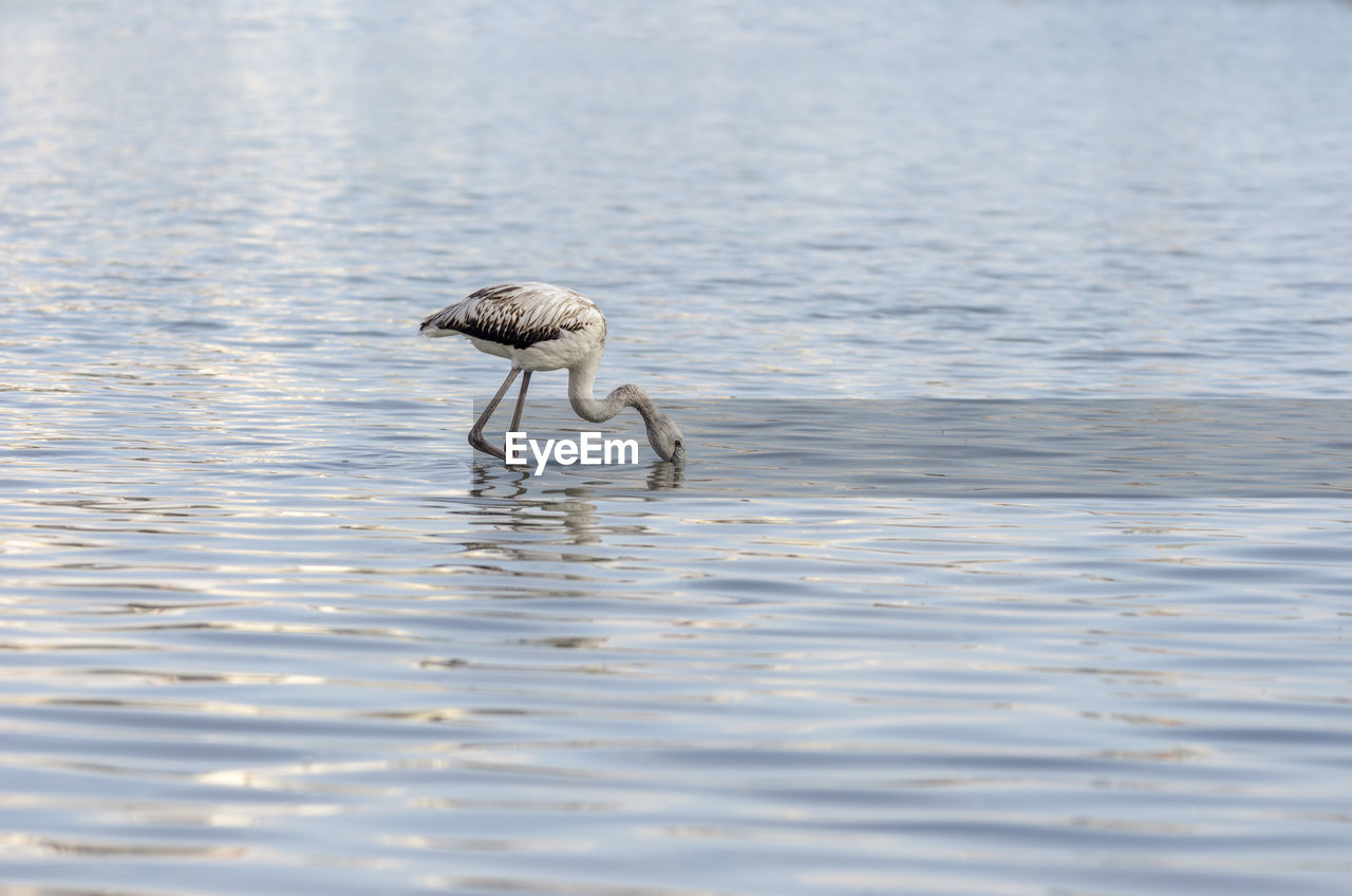 Bird in water