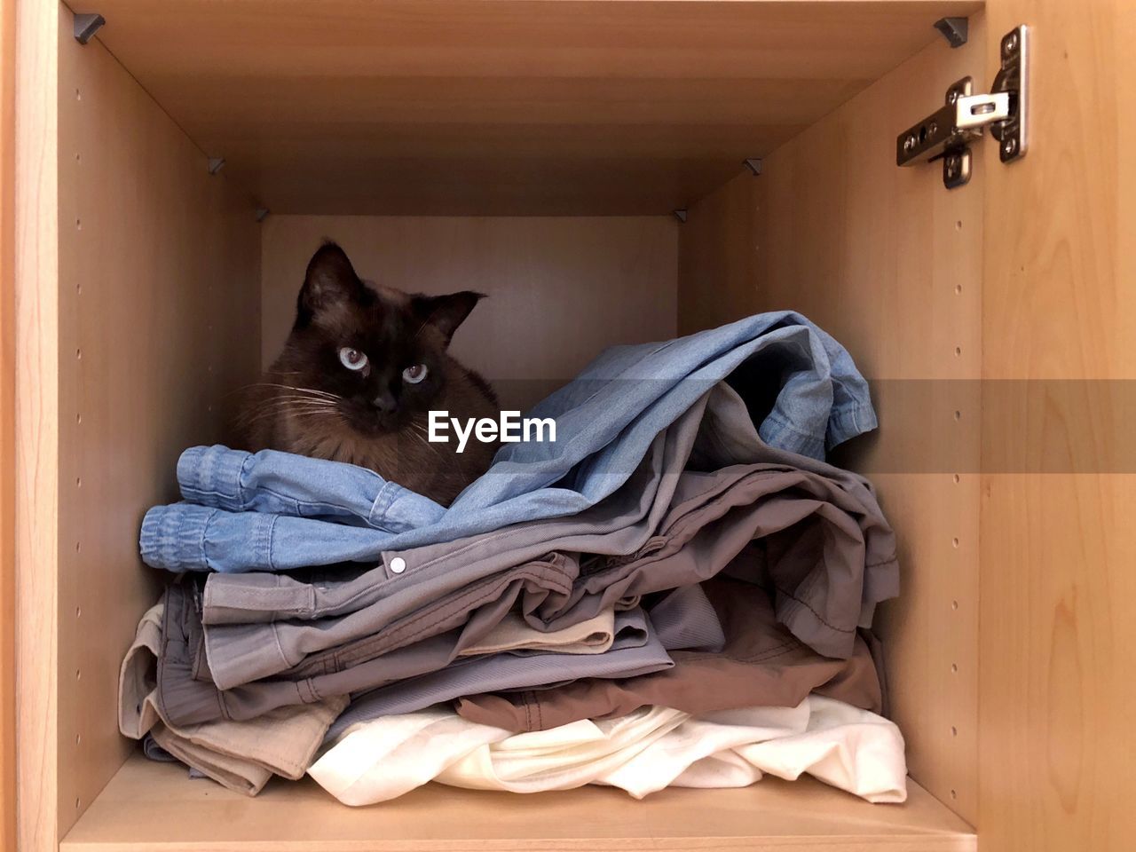 Cat sitting on clothes in cabinet at home