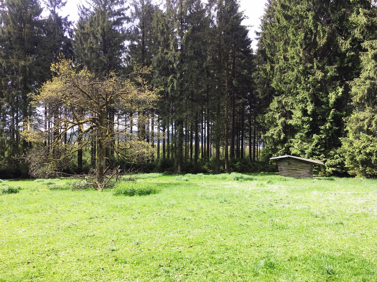 TREES ON FIELD IN FOREST