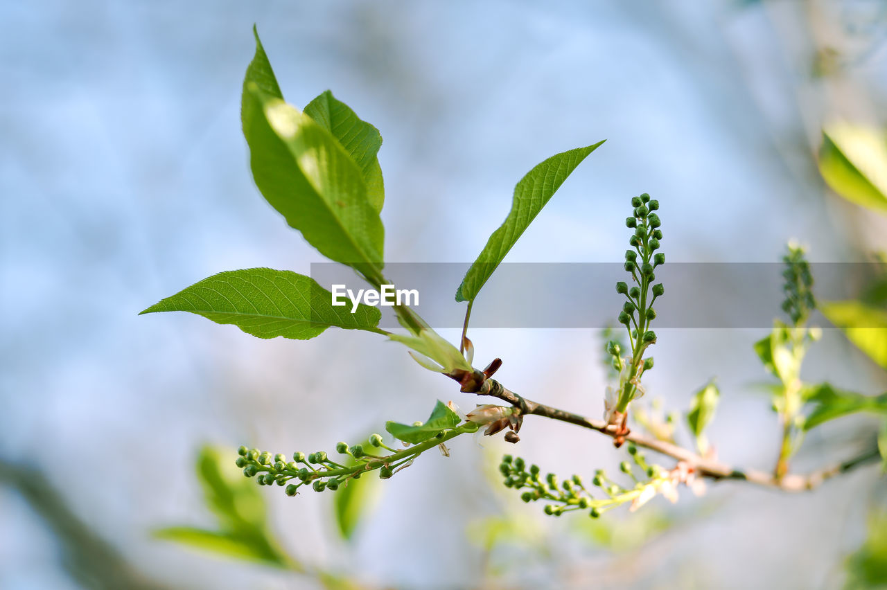 plant, branch, green, leaf, plant part, tree, nature, blossom, beauty in nature, growth, environment, food and drink, no people, food, flower, outdoors, social issues, close-up, environmental conservation, produce, freshness, macro photography, landscape, selective focus, shrub, day, agriculture, fruit, summer, sunlight, plant stem, healthy eating, sky, land, herb, twig, springtime, botany, defocused