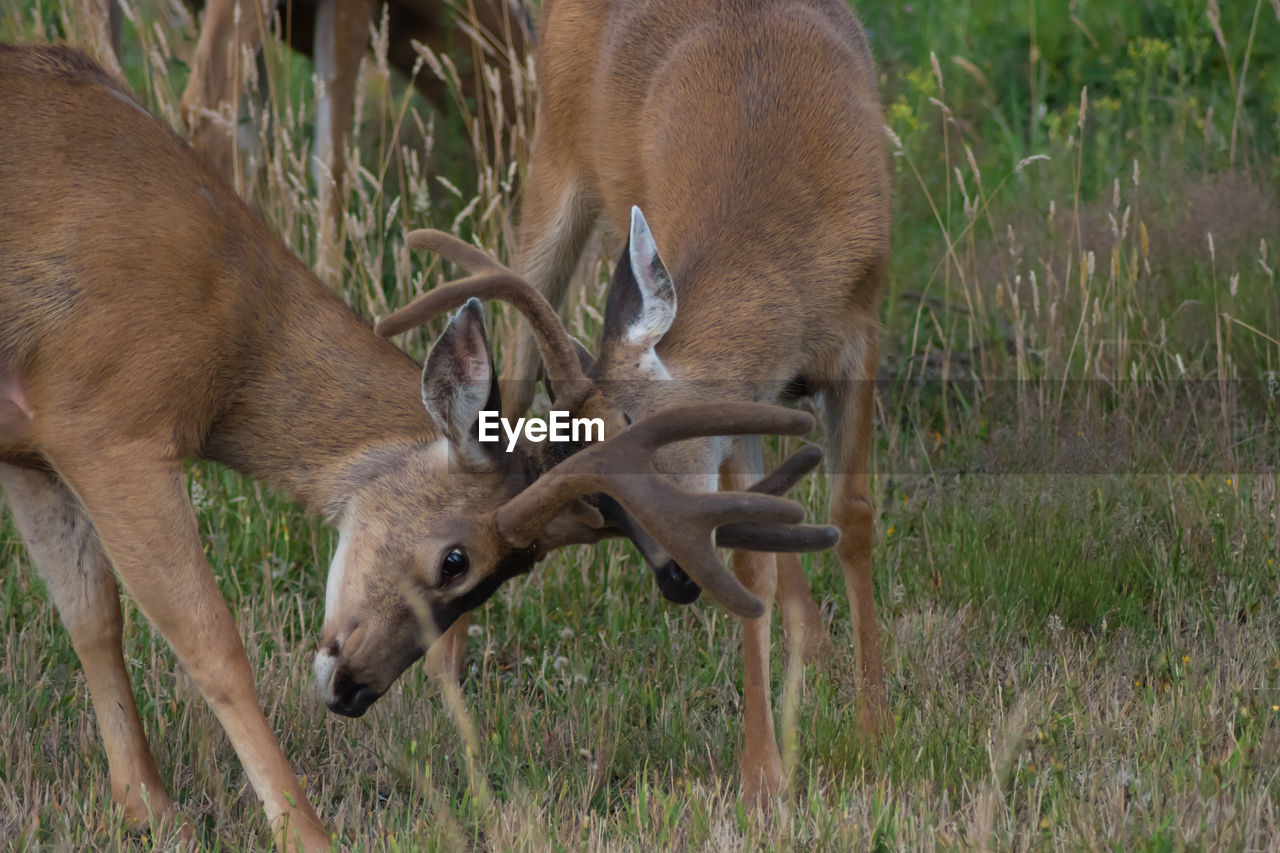 Side view of deer horn fighting