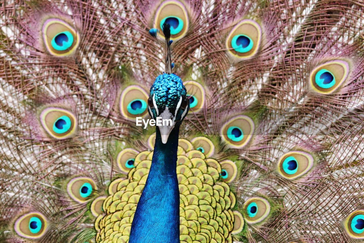 FULL FRAME SHOT OF PEACOCK WITH FEATHERS