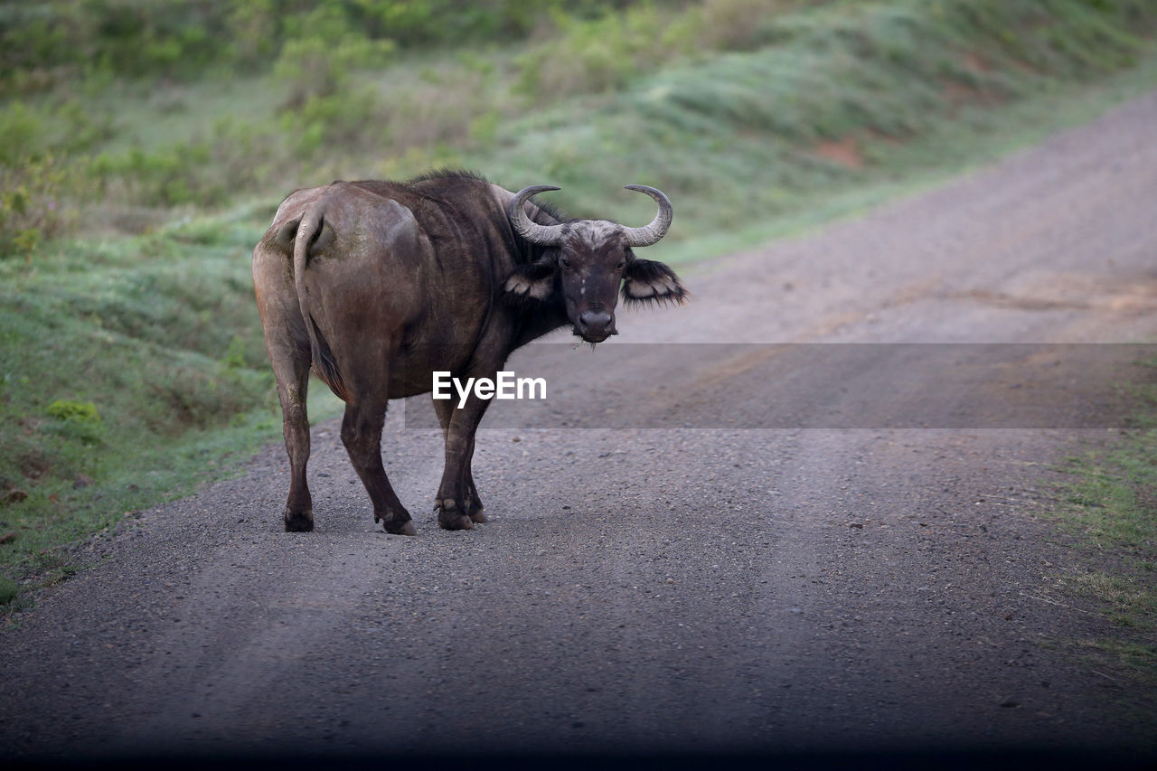 buffalo walking on road