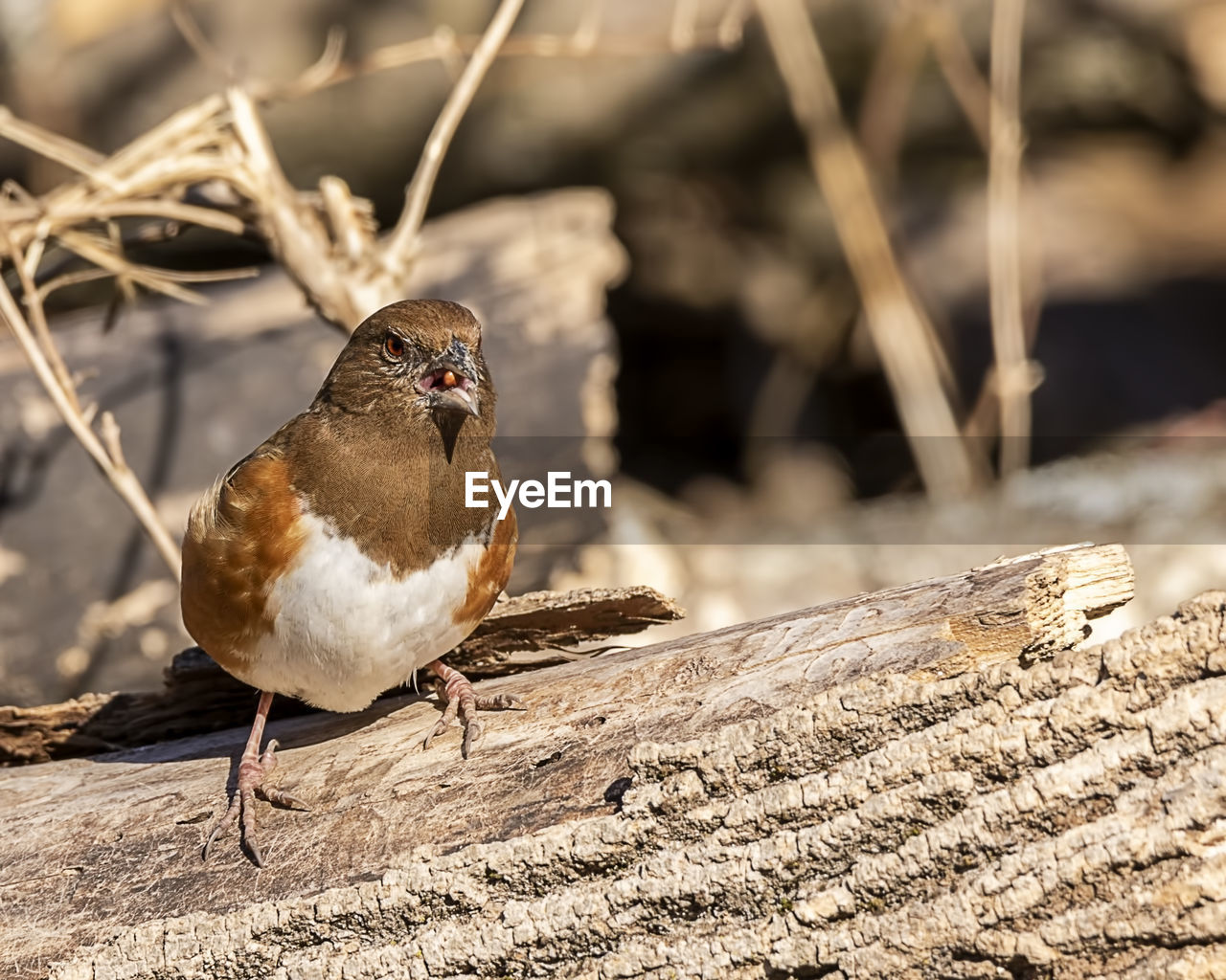 CLOSE-UP OF A BIRD