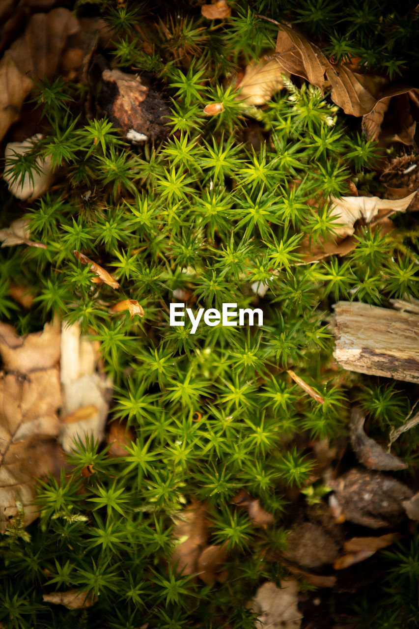 HIGH ANGLE VIEW OF CACTUS PLANTS GROWING ON FIELD