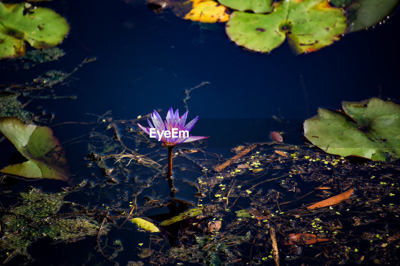 HIGH ANGLE VIEW OF PURPLE FLOWERING PLANTS IN LAKE