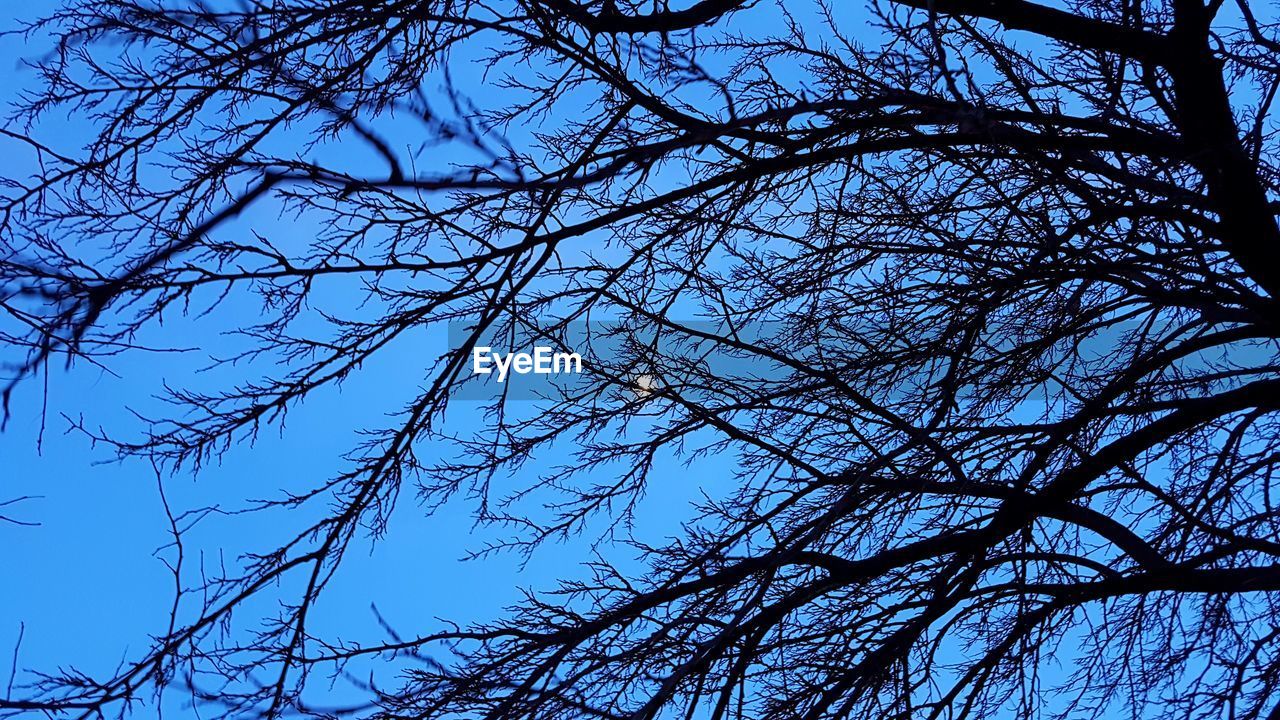 LOW ANGLE VIEW OF BARE TREE AGAINST SKY