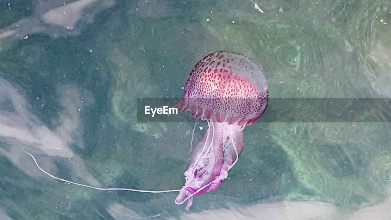 Close-up of jelly fish swimming in sea