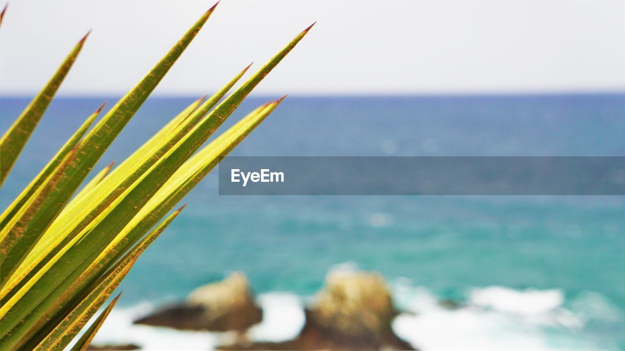 Close-up of plant in sea against sky