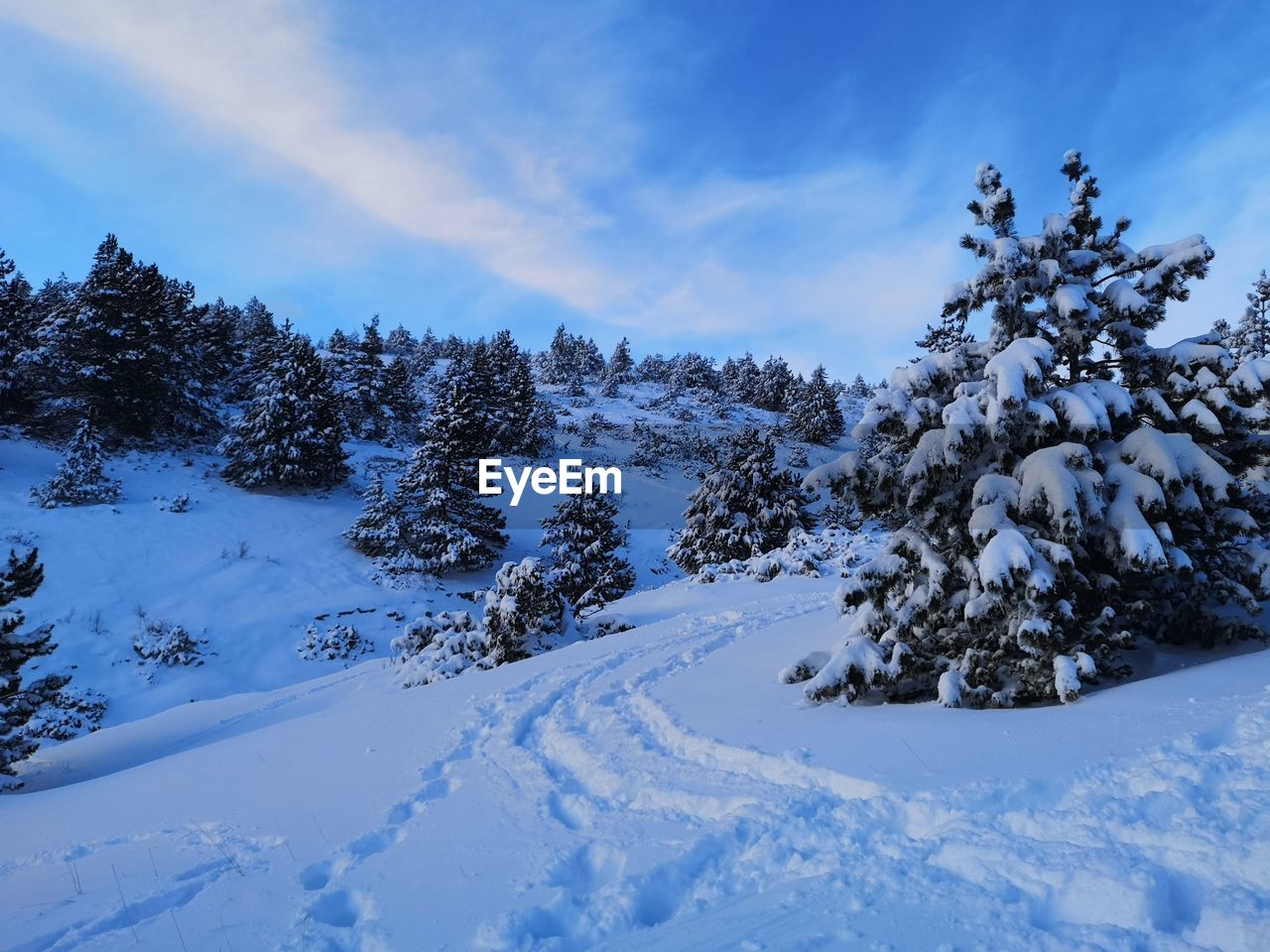 SCENIC VIEW OF SNOW COVERED TREES AGAINST SKY