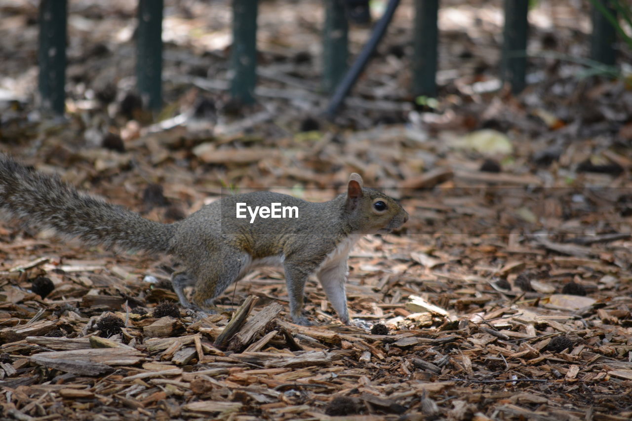 CLOSE-UP OF SQUIRREL ON LAND