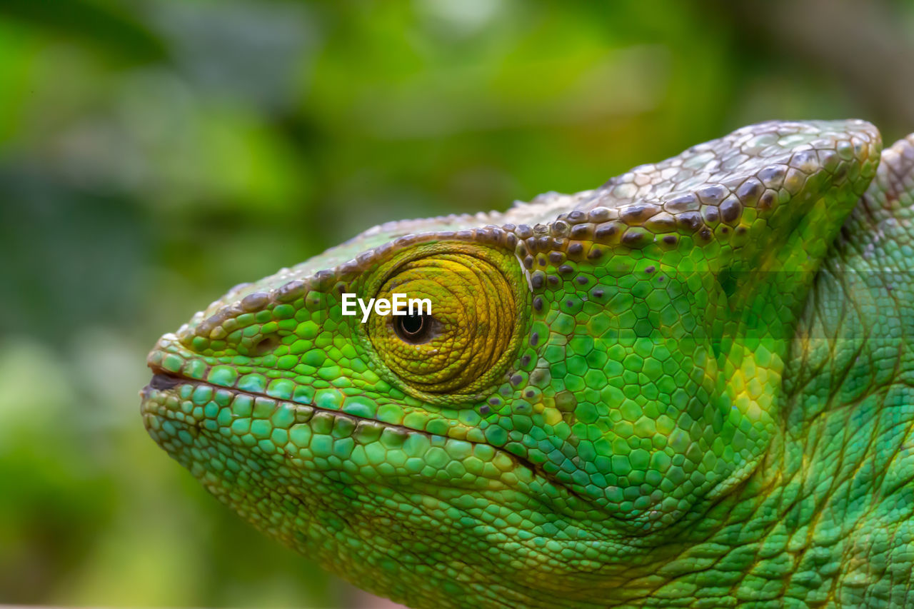 CLOSE-UP OF A LIZARD ON A LEAF