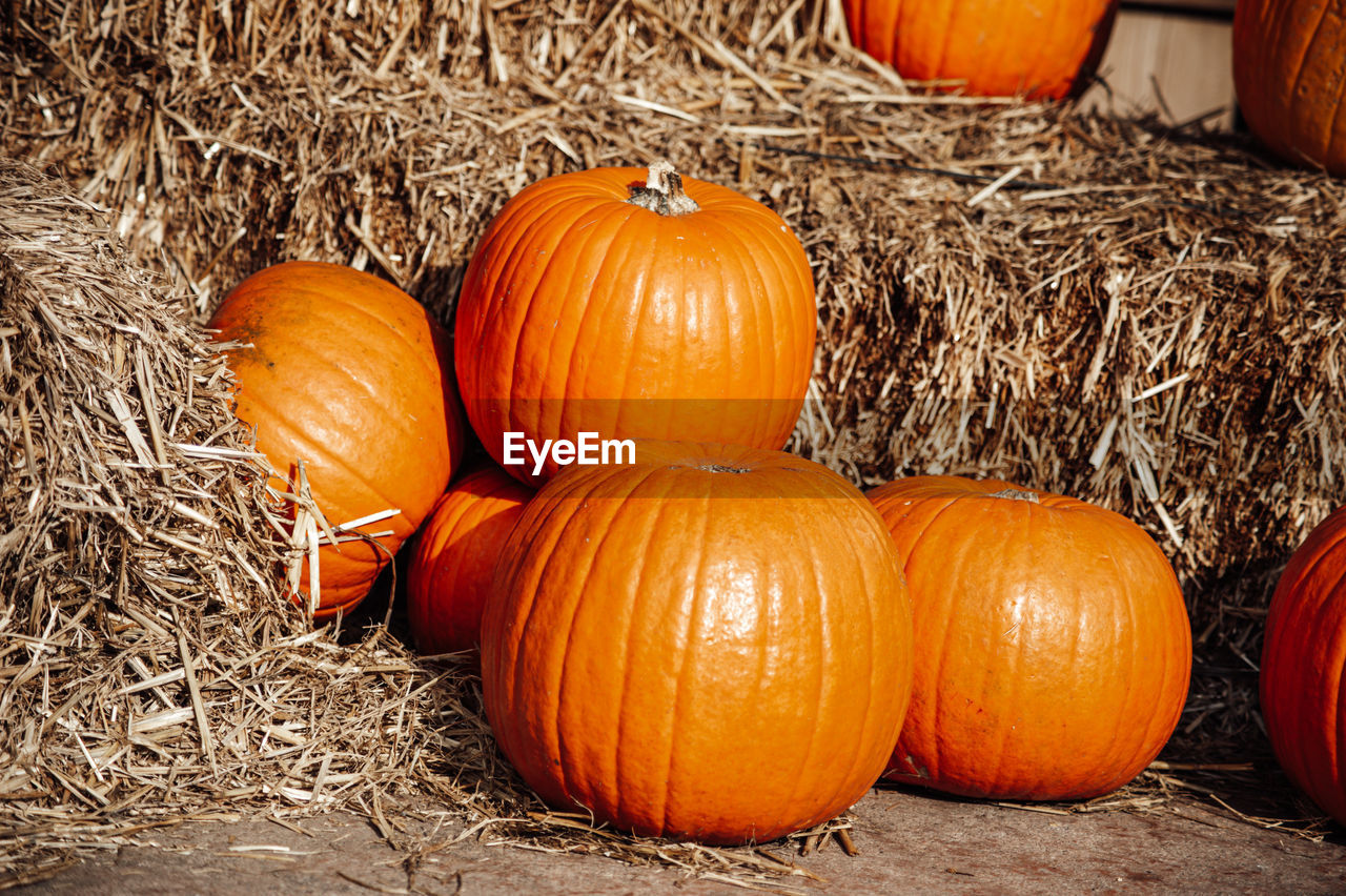 Orange pumpkins in farm