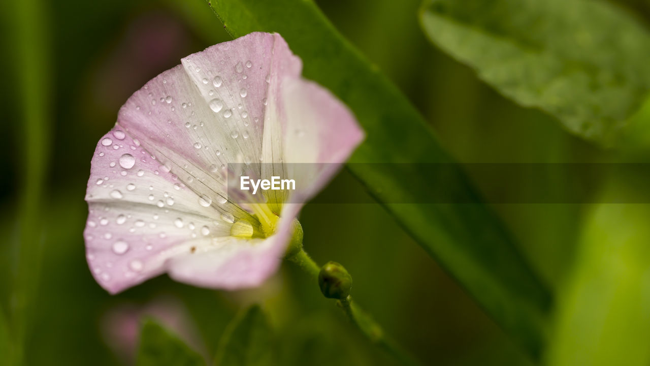 Close-up of water drops on flower