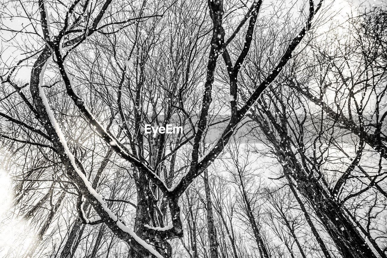 LOW ANGLE VIEW OF BARE TREES IN FOREST AGAINST SKY