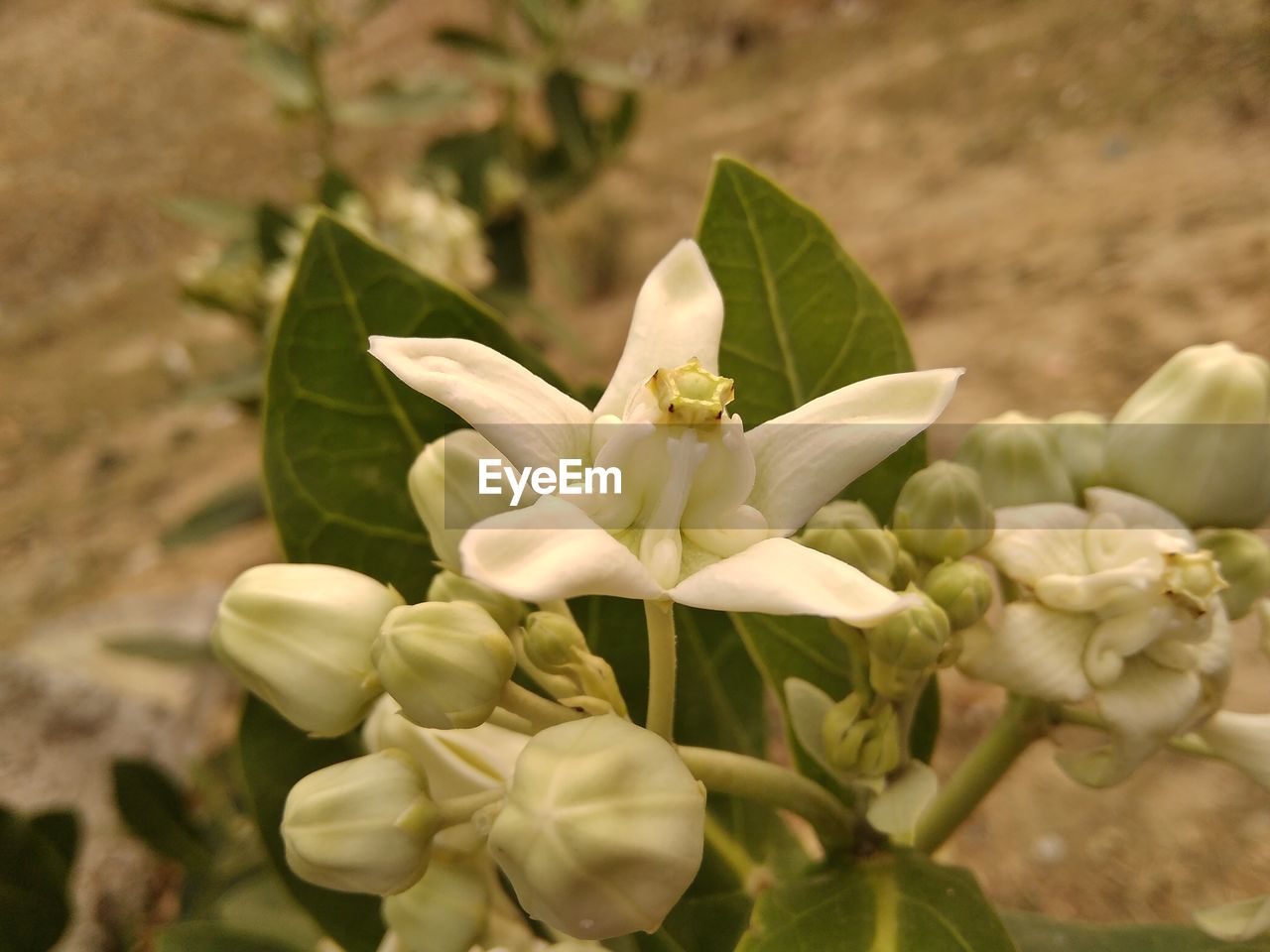 CLOSE UP OF WHITE FLOWERING PLANT