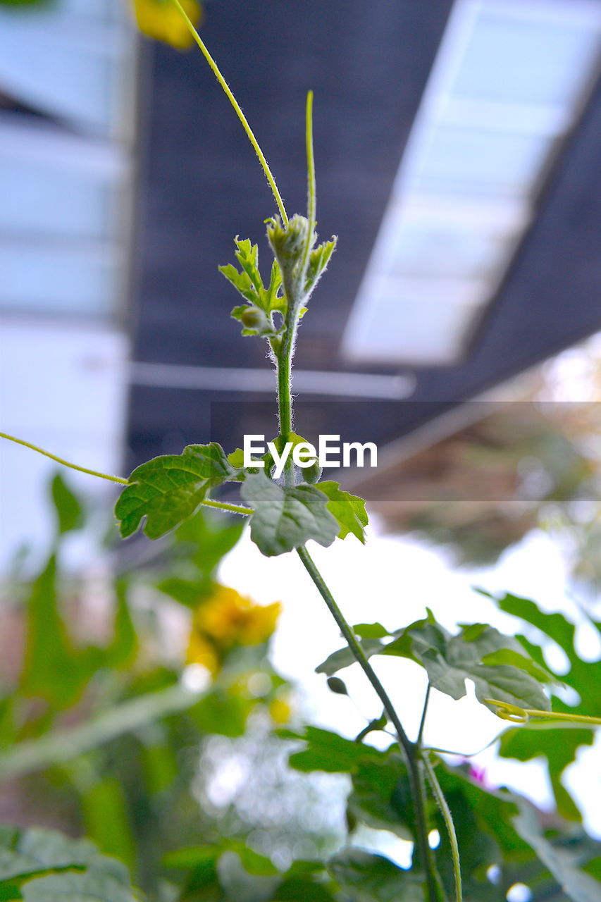 CLOSE-UP OF GREEN PLANT