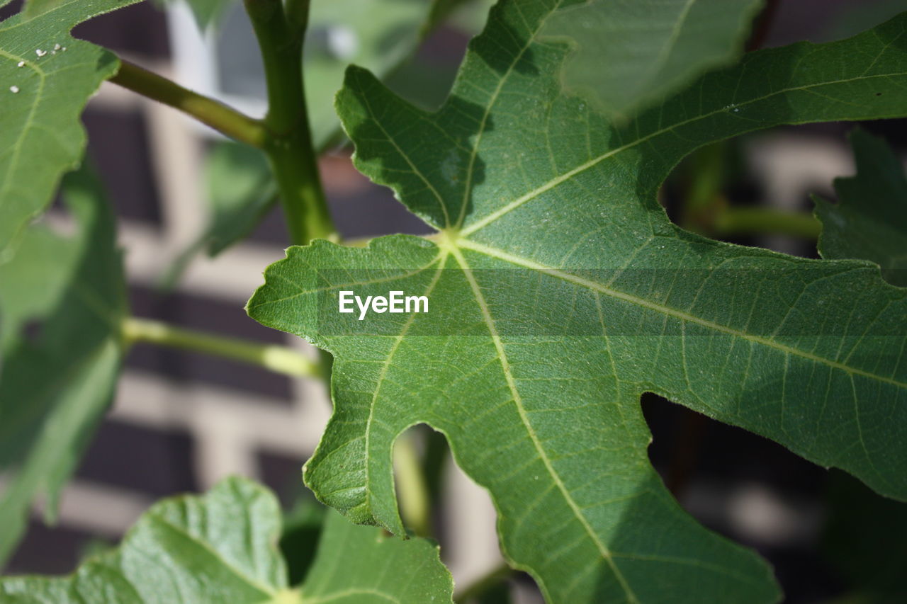 CLOSE-UP OF LEAVES ON PLANT