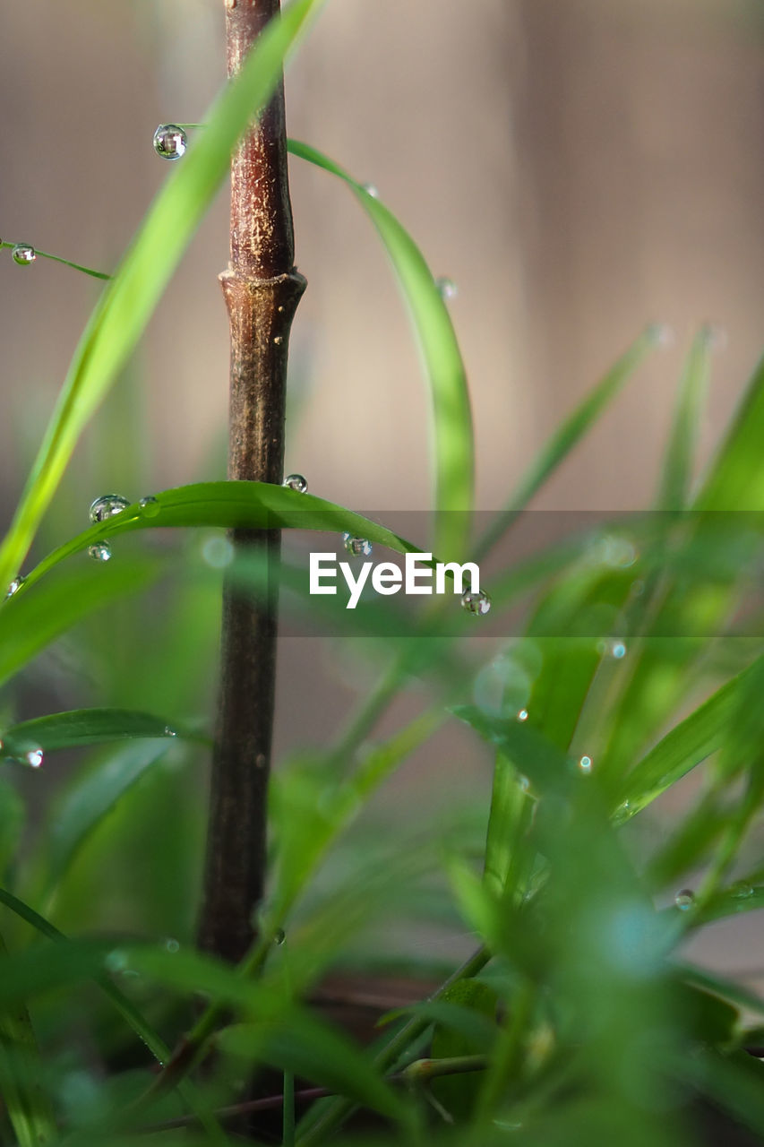 CLOSE-UP OF WATER DROPS ON PLANT