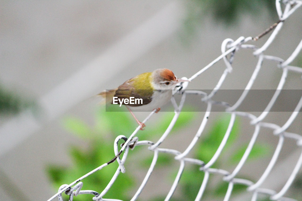 CLOSE-UP OF A BIRD PERCHING ON A FENCE