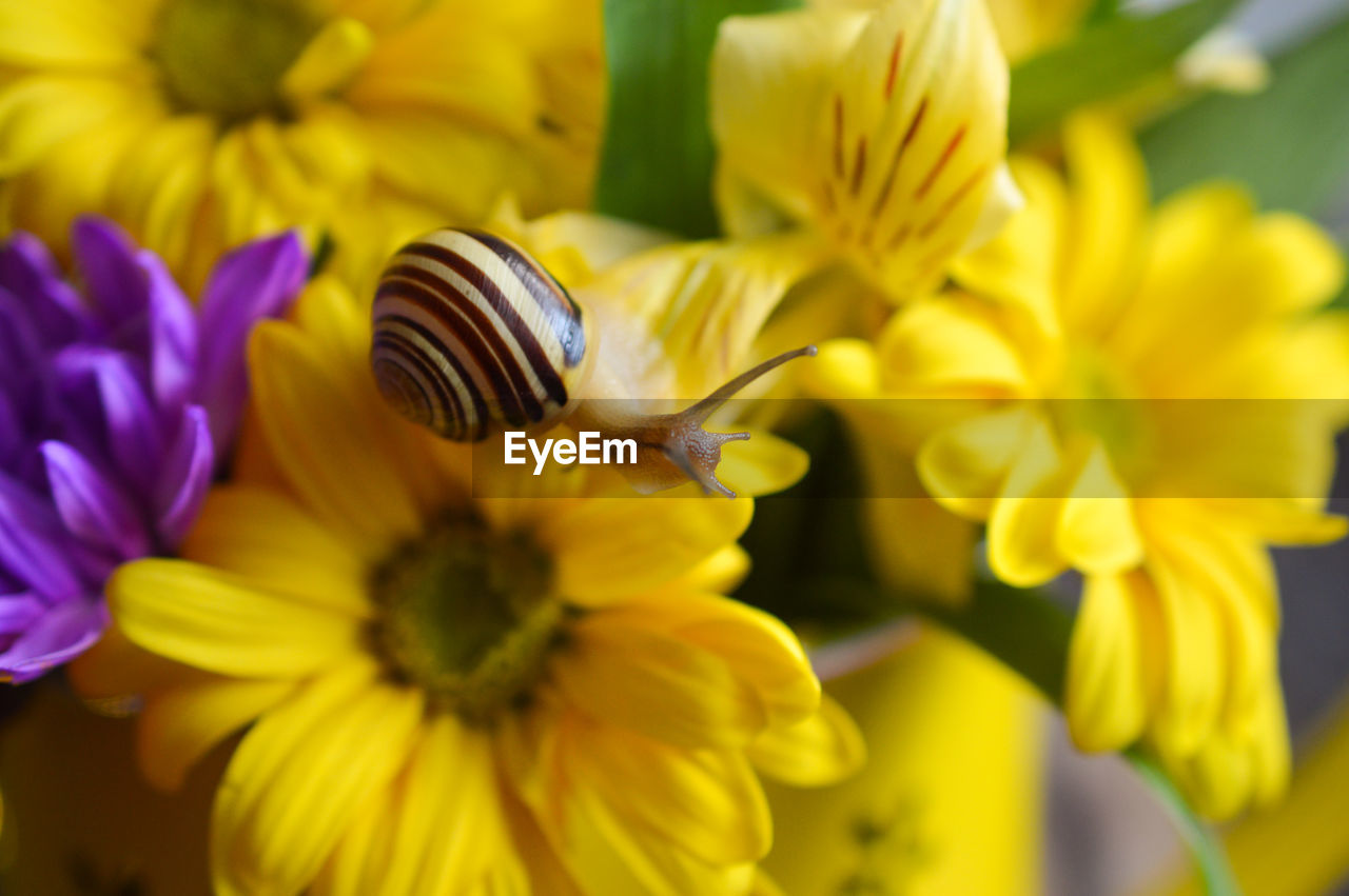 Assortment of natural flowers with snail in spring