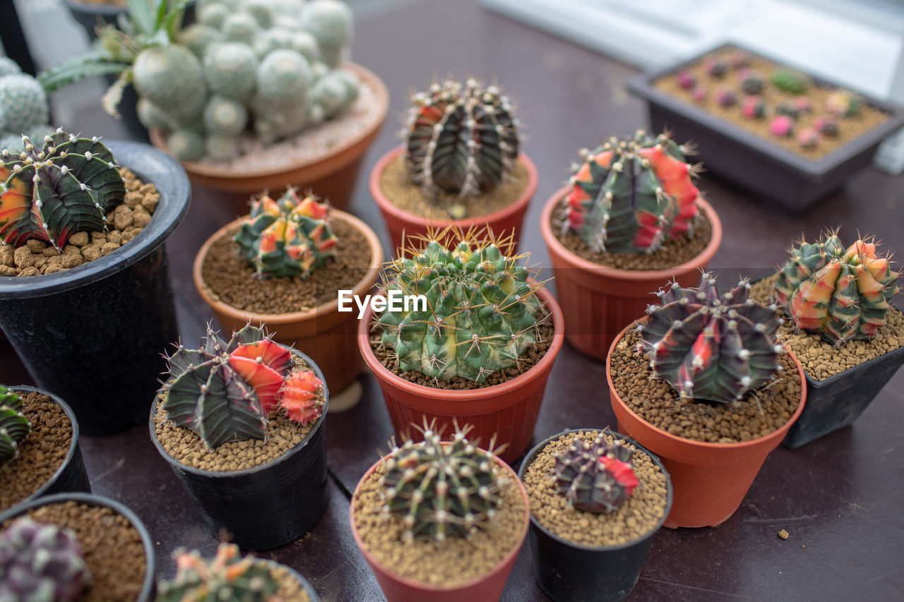 HIGH ANGLE VIEW OF POTTED PLANTS FOR SALE AT MARKET