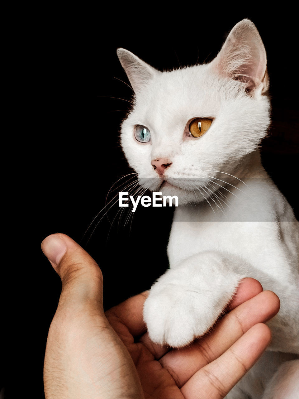 Odd eyed cat