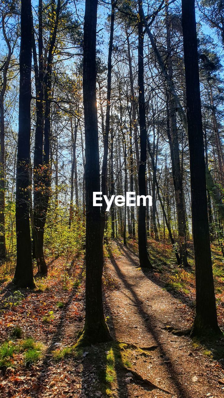 SCENIC VIEW OF FOREST