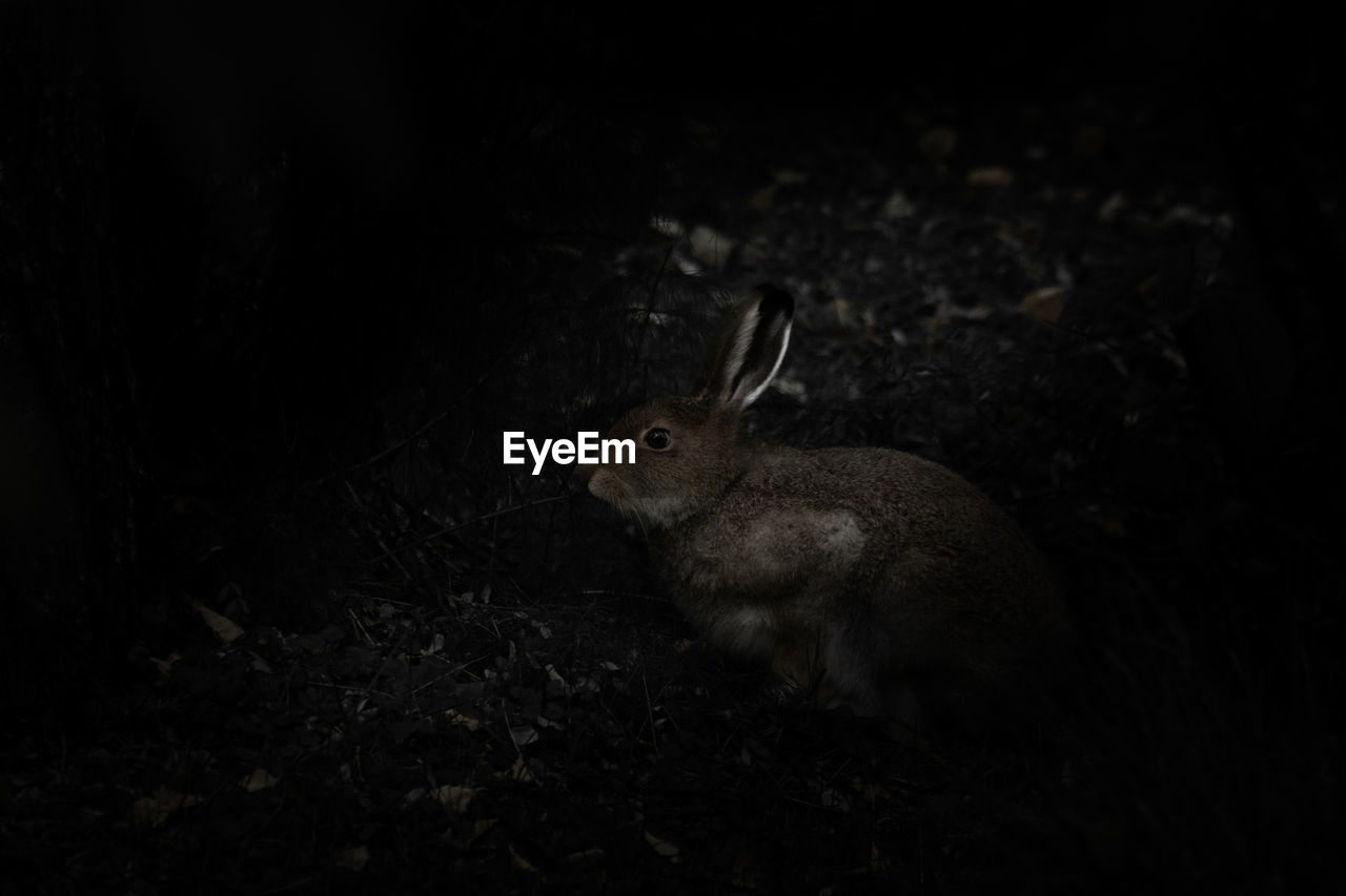 animal, animal themes, animal wildlife, one animal, mammal, wildlife, no people, darkness, night, rabbits and hares, pet, rodent, dark, rabbit, black and white, nature, black, black background, close-up, animal body part, land, side view, domestic rabbit, whiskers, hare, outdoors
