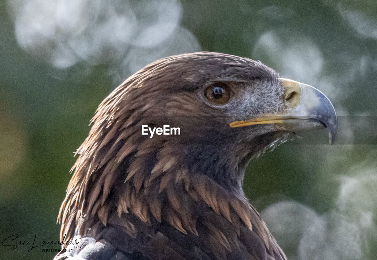 CLOSE-UP OF A BIRD LOOKING AWAY