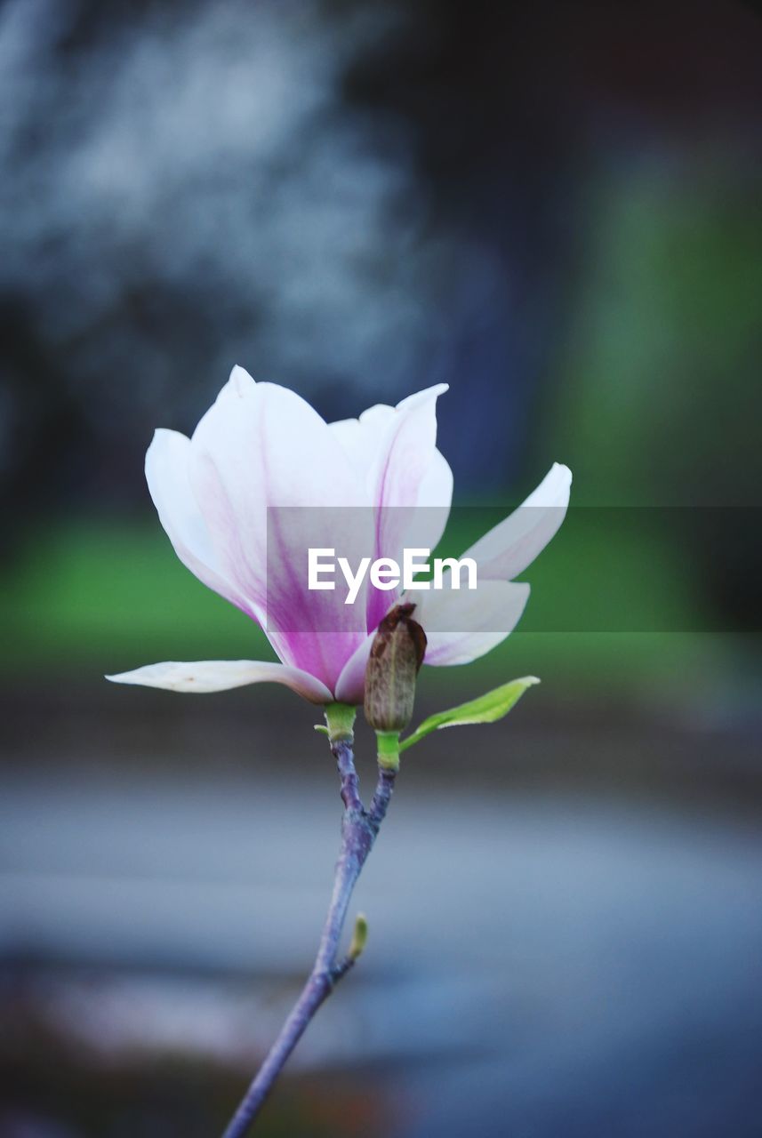 Close-up of flower blooming outdoors