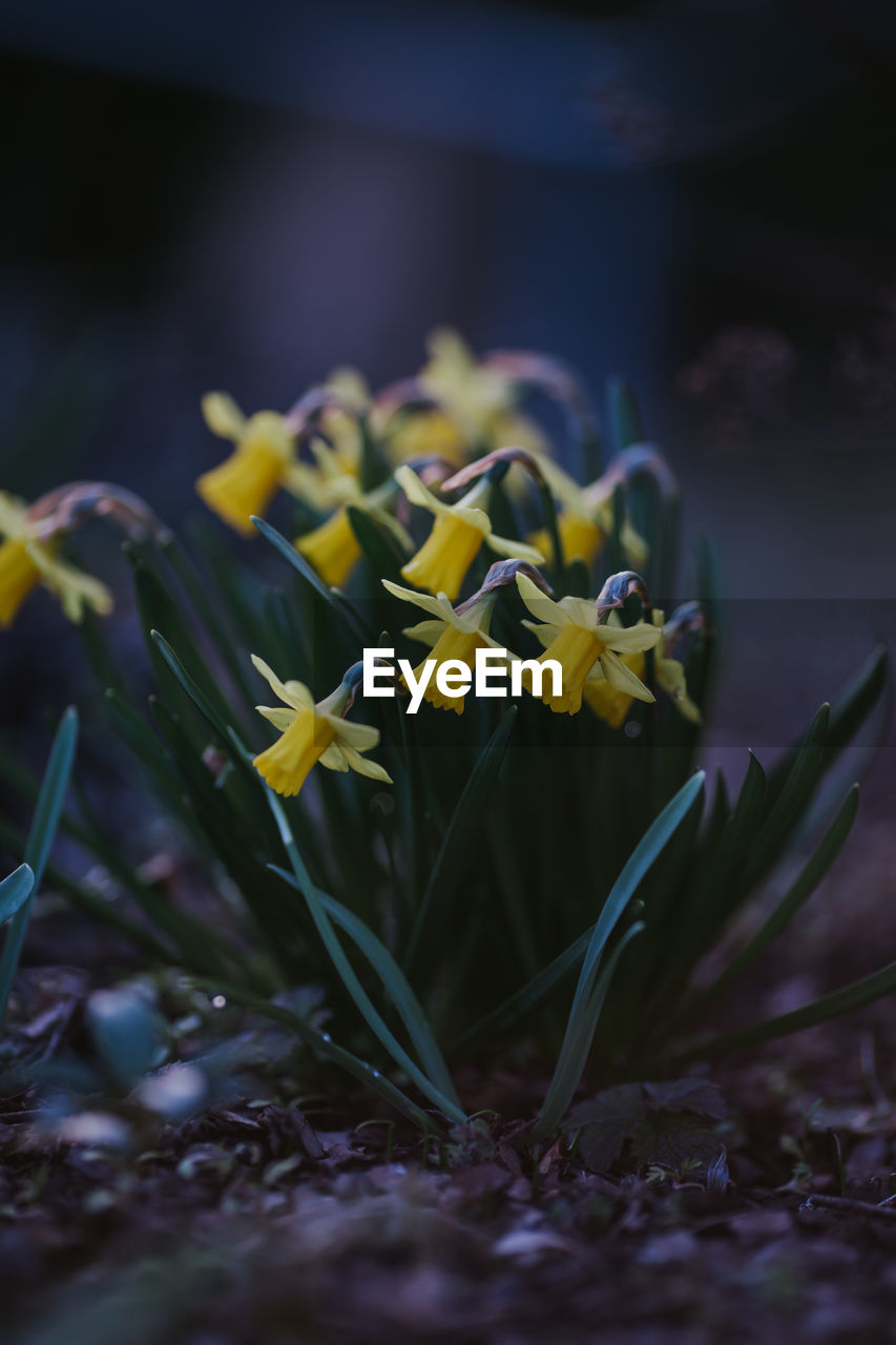 Close-up of yellow flowering plant on field