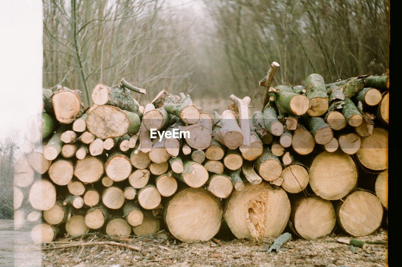 Stack of logs in forest