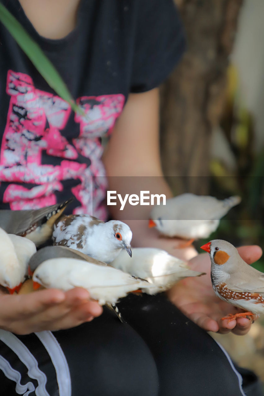 Midsection of woman holding bird