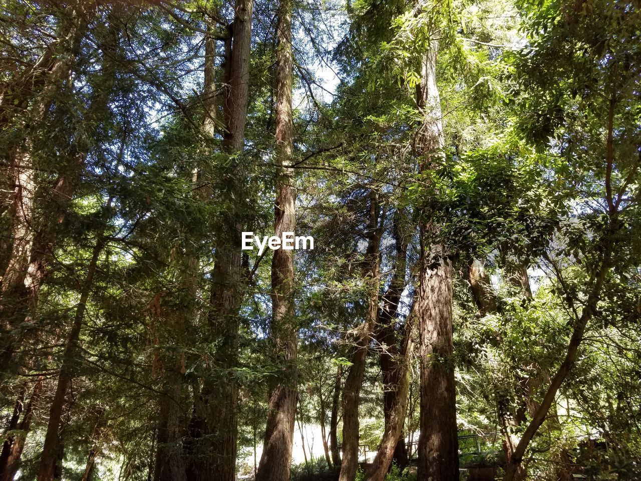 LOW ANGLE VIEW OF TREES IN FOREST