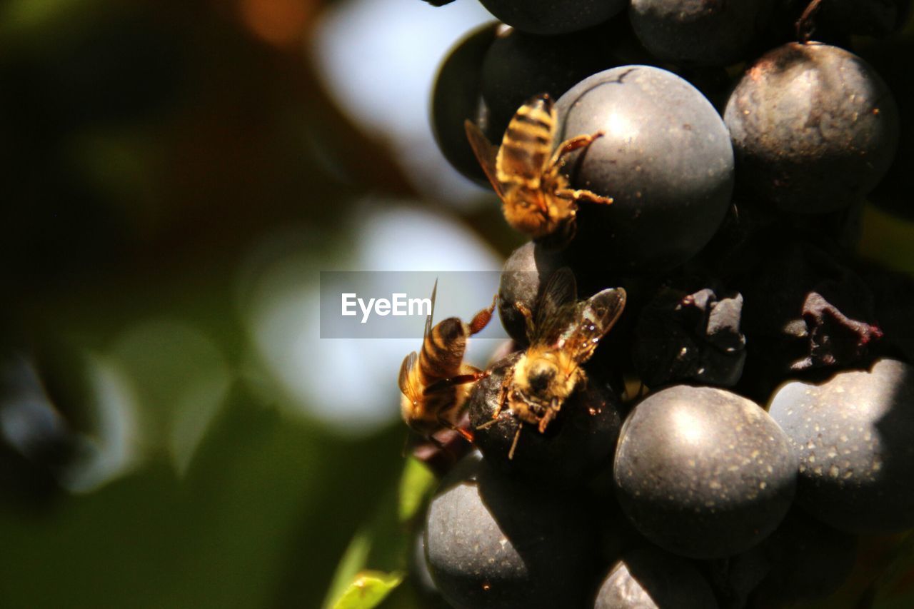 Close-up of honey bees on black grapes