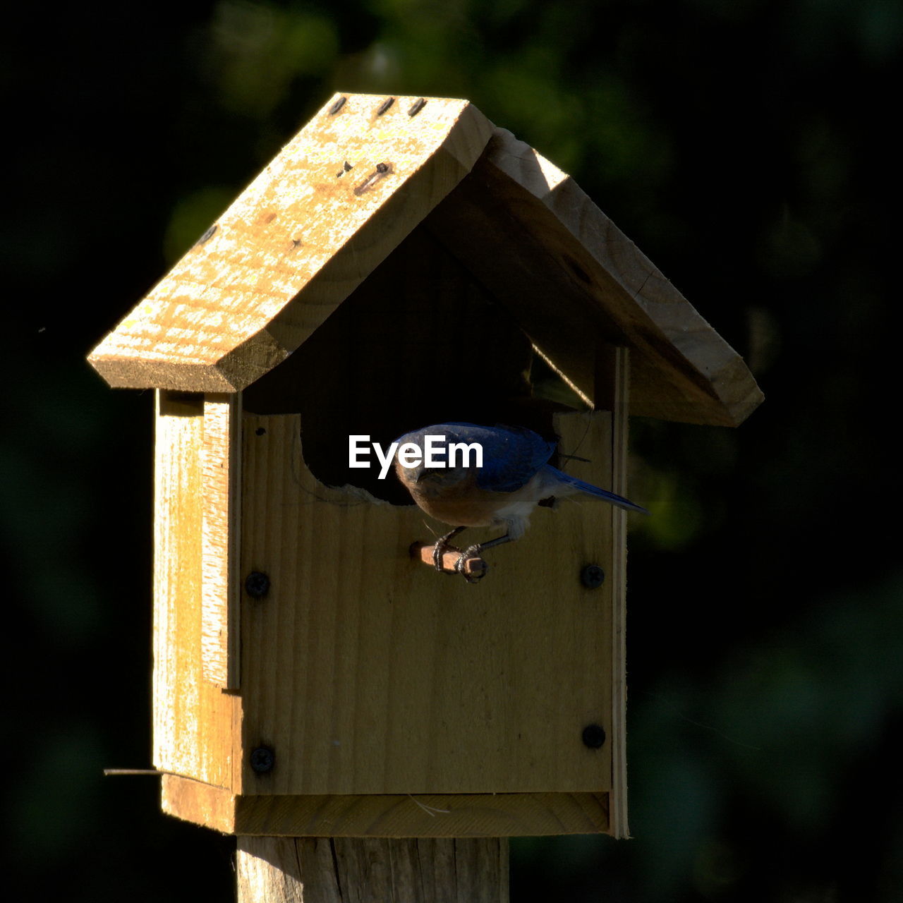 Close-up of bird perching on birdhouse
