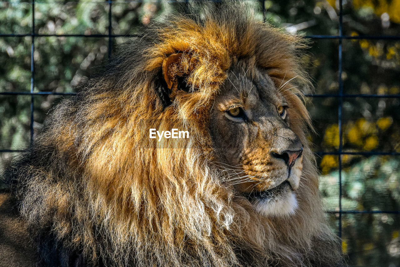 CLOSE-UP OF A CAT IN ZOO