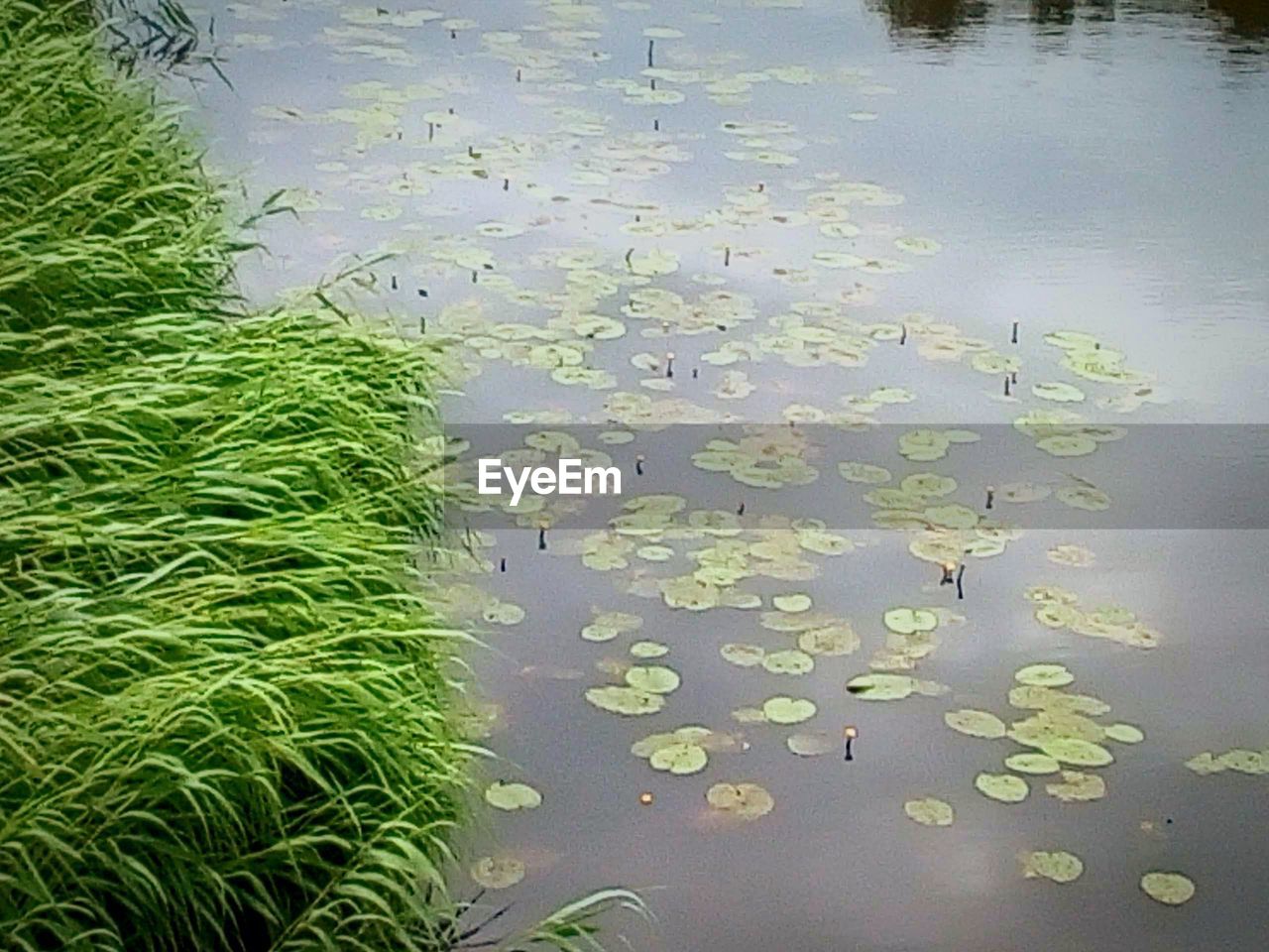 HIGH ANGLE VIEW OF LOTUS WATER LILY IN LAKE