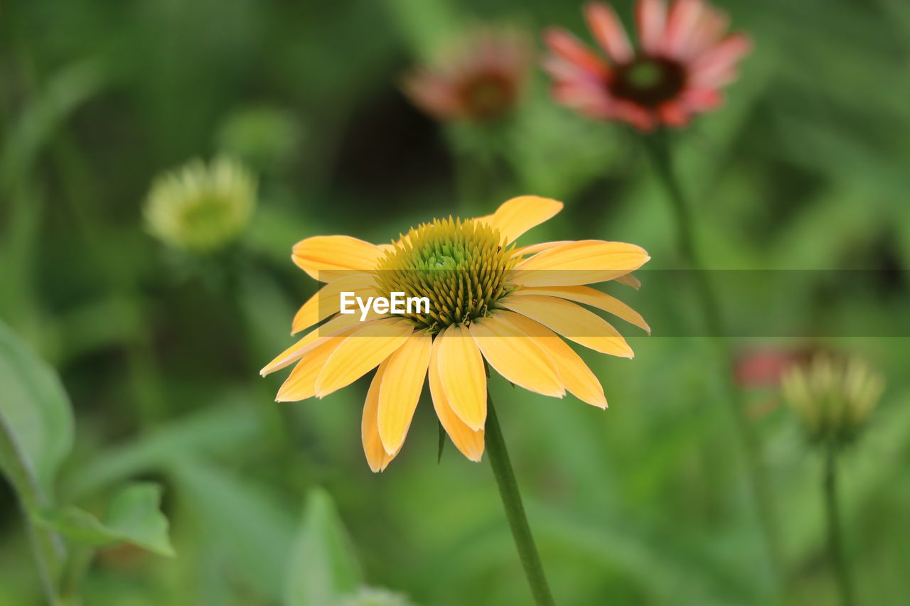 Close-up of yellow flowering plant